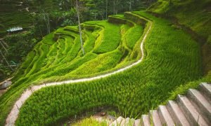 destination_ubud